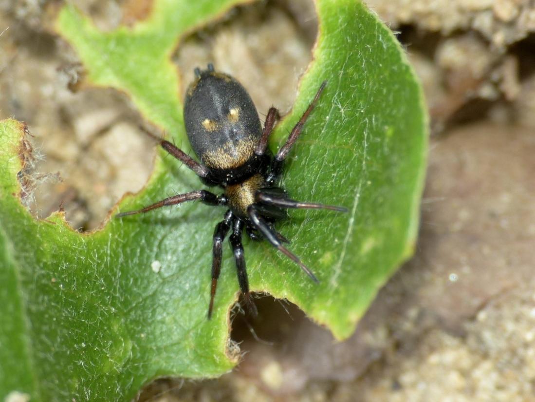 Callilepis sp. - Sasso Marconi (BO)